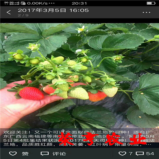 克拉瑪依脫毒種苗榮亨農(nóng)業(yè)