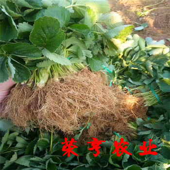 威海寶童草莓苗全國(guó)發(fā)貨