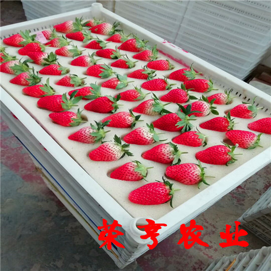 宁河安娜草莓苗多少钱一棵