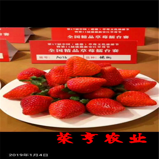 巴彥淖爾紅實美草莓苗榮亨農業
