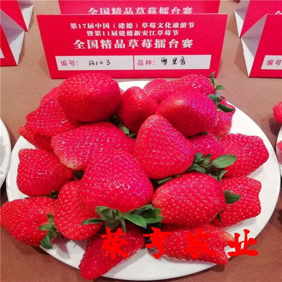 武清淡雪草莓苗生产厂家