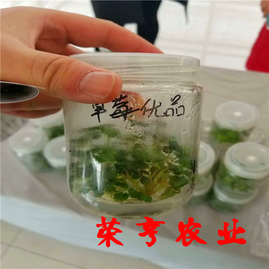 奉賢法蘭蒂草莓苗全國發(fā)貨