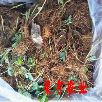 库尔勒闪亮香草莓苗欢迎您