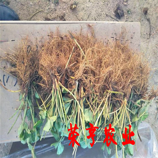 梅州四季草莓苗荣亨农业