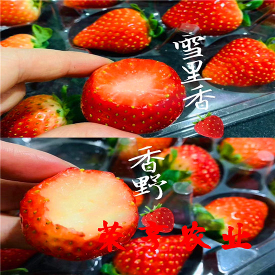 奉賢法蘭蒂草莓苗全國發(fā)貨