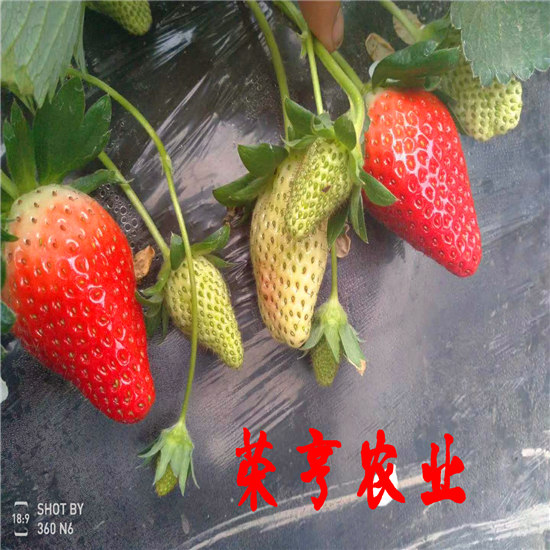 西城黔莓一号荣亨农业