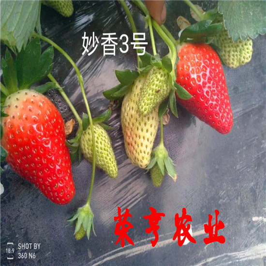 石景山四季草莓苗新價格