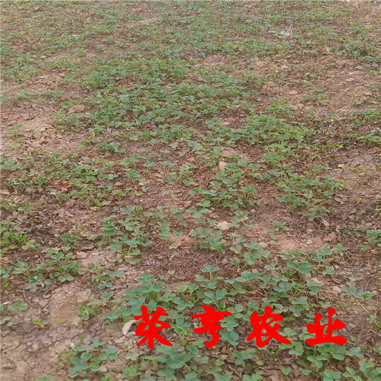 馬鞍山太空2008草莓畝產(chǎn)多少