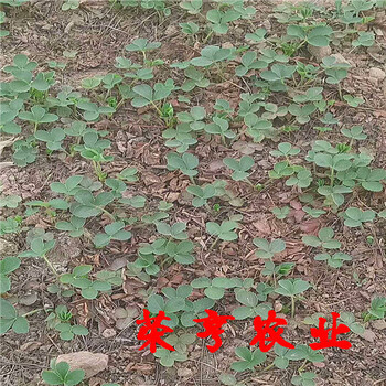 202草莓苗畝產(chǎn)多少