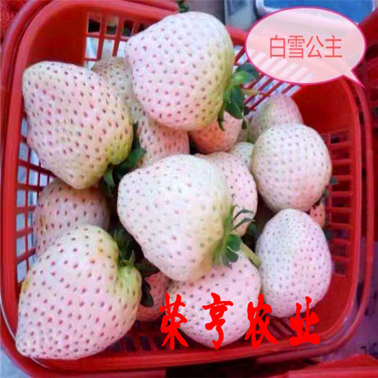 武威香野草莓苗大棚栽植苗
