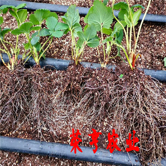 黃南真紅美玲草莓苗 大棚栽植苗