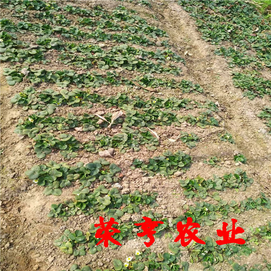 巴彥淖爾紅實美草莓苗榮亨農業