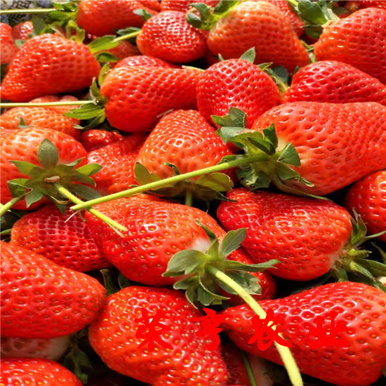宁河安娜草莓苗多少钱一棵