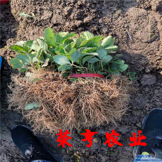 香港雪里紅草莓苗全國(guó)發(fā)貨