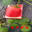 西青99草莓苗大棚效益如何图片