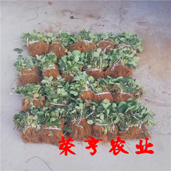 小白草莓苗技术扶持