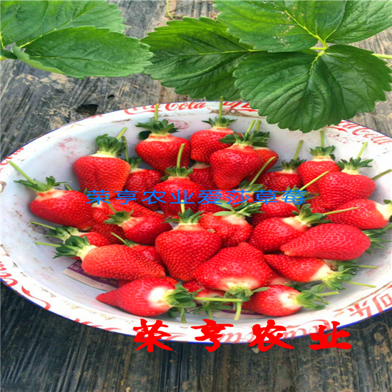 奉賢法蘭蒂草莓苗全國發(fā)貨