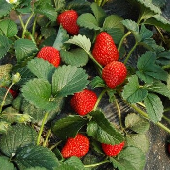 紅顏草莓苗價(jià)格