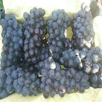 珍珠葡萄苗價(jià)格