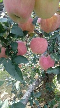 红富士苹果多少钱一斤