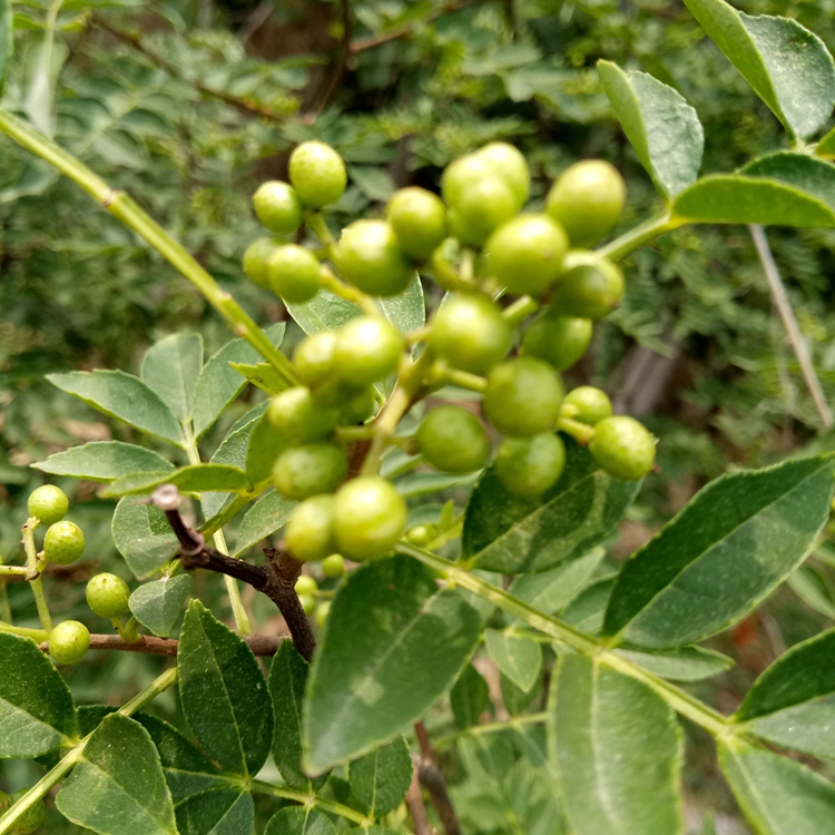 遵義市花椒苗廠家花椒苗價格價格合理的