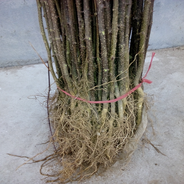 黃岡市花椒苗成活率高獅子頭花椒苗廠家批發(fā)