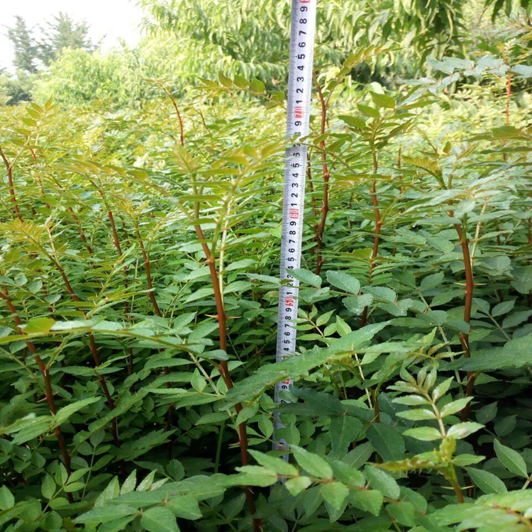遵義市花椒苗廠家花椒苗價格價格合理的
