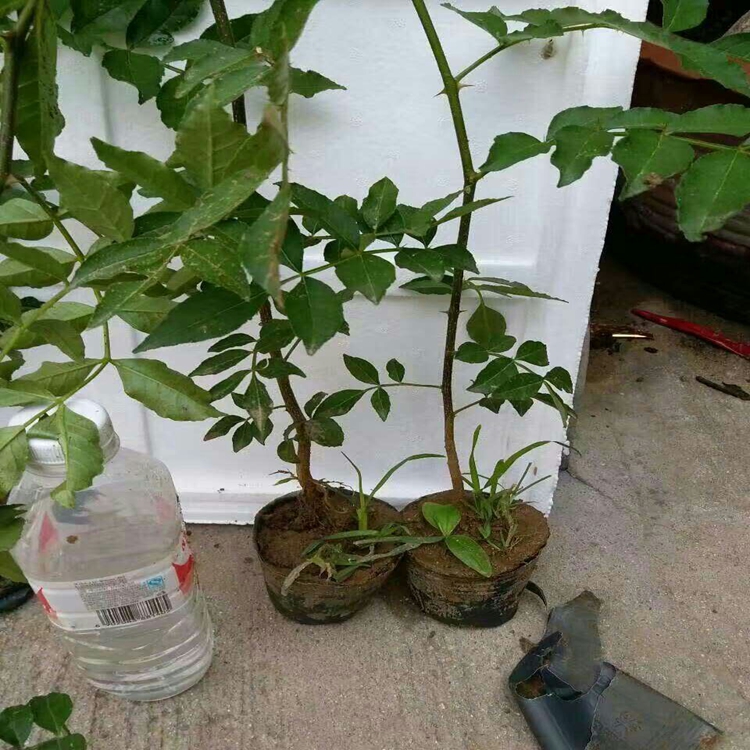 黃岡市花椒苗成活率高獅子頭花椒苗廠家批發(fā)