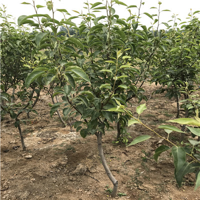 秋月梨樹苗什么時(shí)間種植好