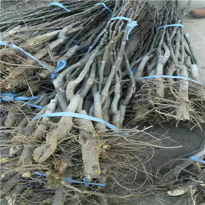 山農(nóng)酥梨苗出售價(jià)格