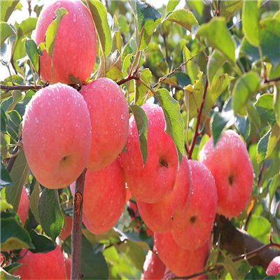 紅將軍蘋果苗種苗批發(fā)基地