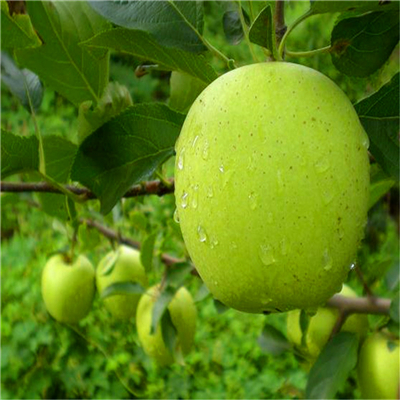 藤木1號(hào)蘋果苗銷售廠家