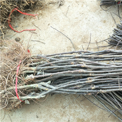 花牛蘋果苗廠家報價