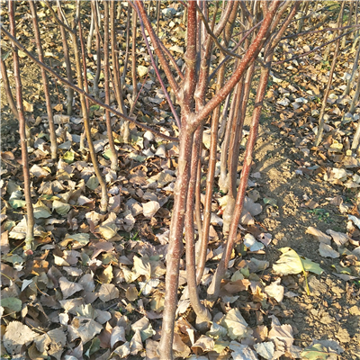 紅將軍蘋果苗種苗批發(fā)基地