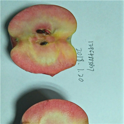 花牛蘋果苗廠家報價