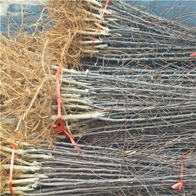 花牛蘋果苗廠家報價