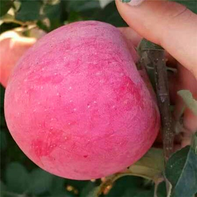 花牛蘋果苗廠家報價