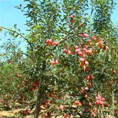 紅將軍蘋果苗種苗批發(fā)基地