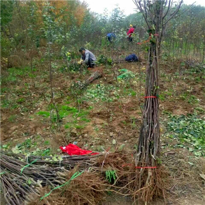 紅將軍蘋果苗種苗批發(fā)基地