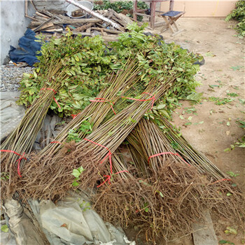 泰山香椿苗密植栽培