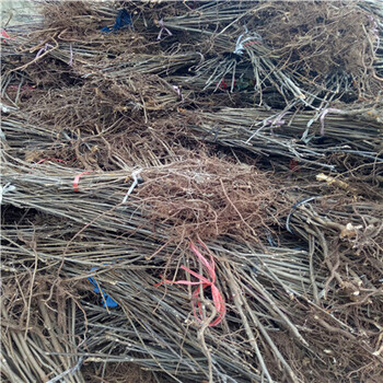 香椿苗種植技術(shù)