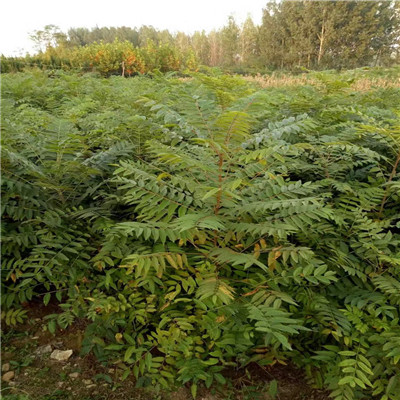 香椿苗廠家易適合南北方種植
