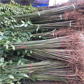 布朗李子苗種植基地批發(fā)盆栽