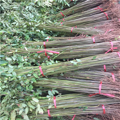 香椿苗規(guī)格大棚樹苗基地