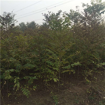 香椿苗規(guī)格大棚樹苗基地