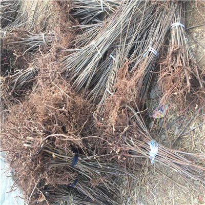 香椿苗品種大棚樹(shù)苗基地