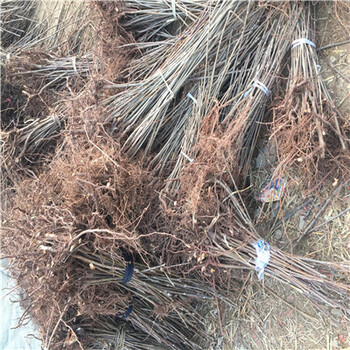 一公分香椿苗批發(fā)