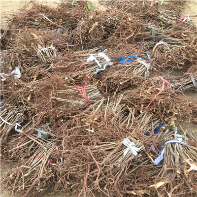 香椿苗規(guī)格大棚樹苗基地