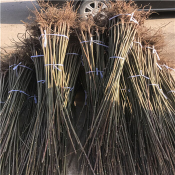 泰山香椿苗苗木種植基
