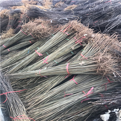 香椿苗規(guī)格大棚樹苗基地